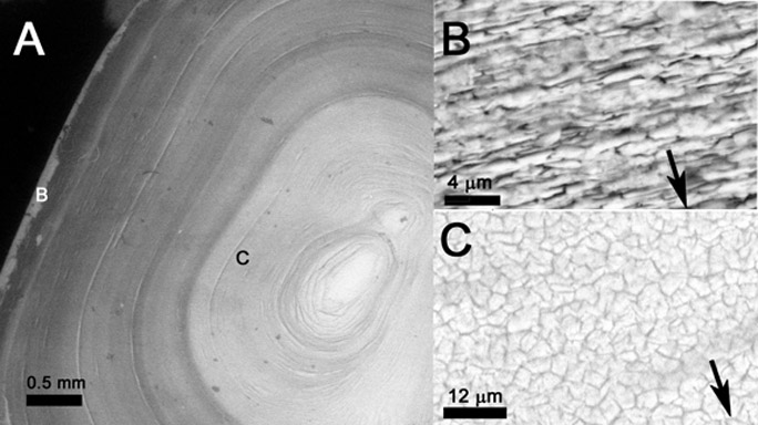 Roland
            Scal pearl layers nacre and calcium carbonate