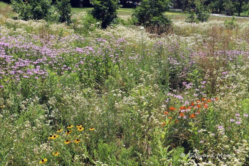 Oakland Lake Wildflower Meadow in the summer season (Photo by Edward Mertz).