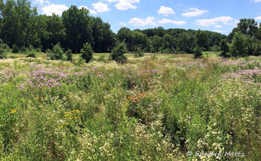 Visit beautiful Oakland Lake Wildflower Meadow across from Oakland Lake (Photo 7/9/17 by Edward Mertz)