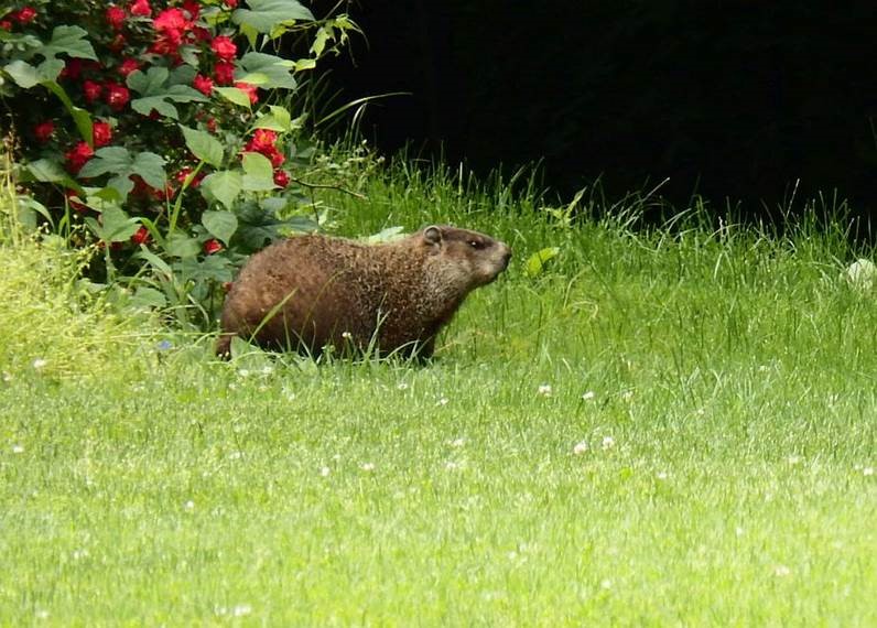 A Groundhog on the Queensborough campus on June 15th, 2017. Photo by Lisa Scandaliato.