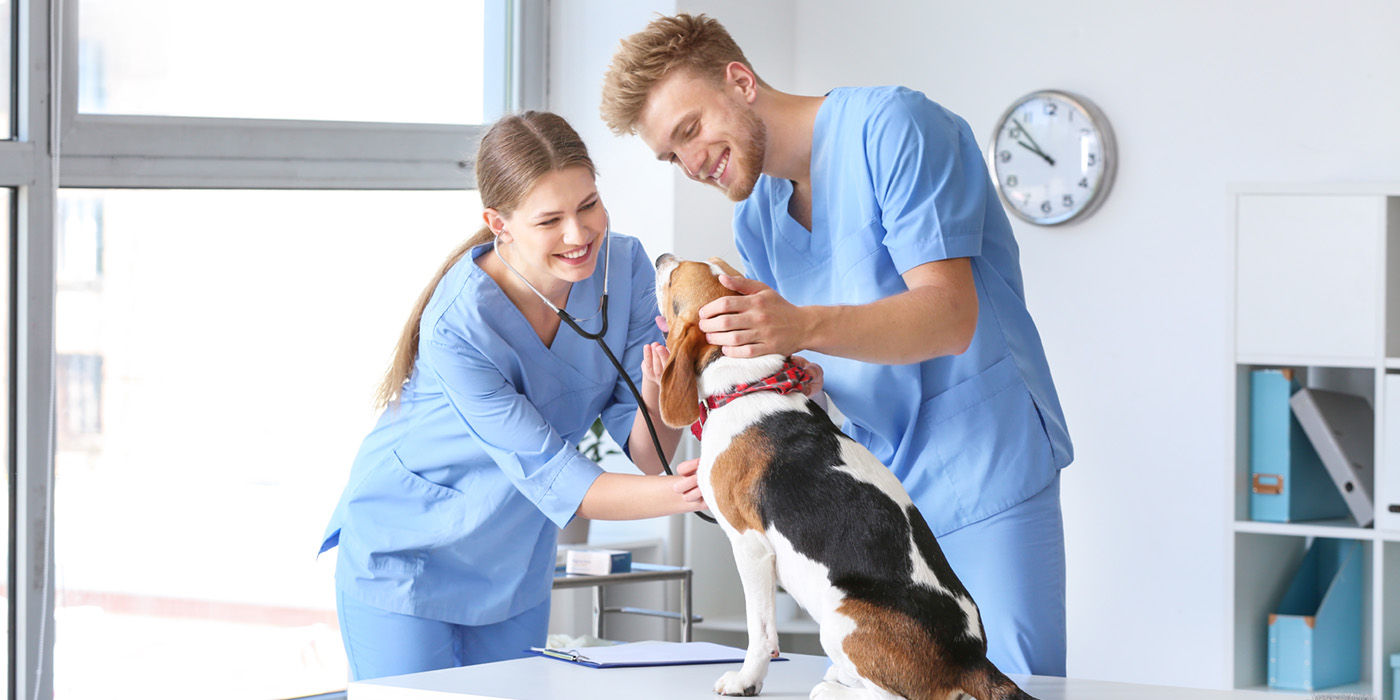 veterinarians petting dog