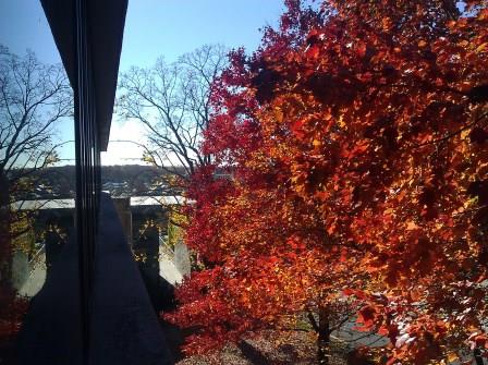 QCC Trees