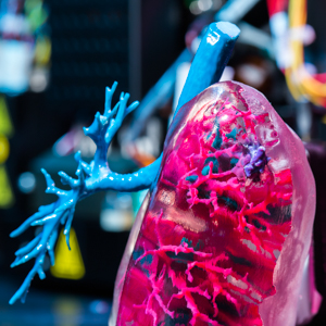 Stratasys J750 3D Printer creates a lung for students to use in their studies at QCC