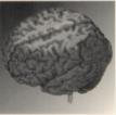 photo of brain