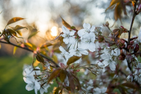 Foliage blossoming on the campus of Queensborough Community College