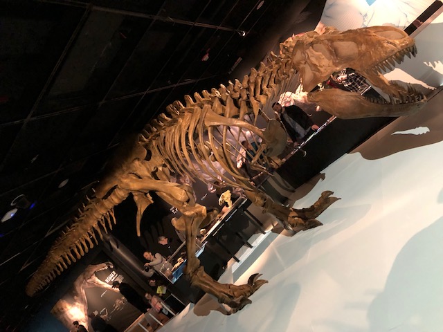 STEP-AMNH-5-TRex2