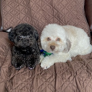 black and white poodles