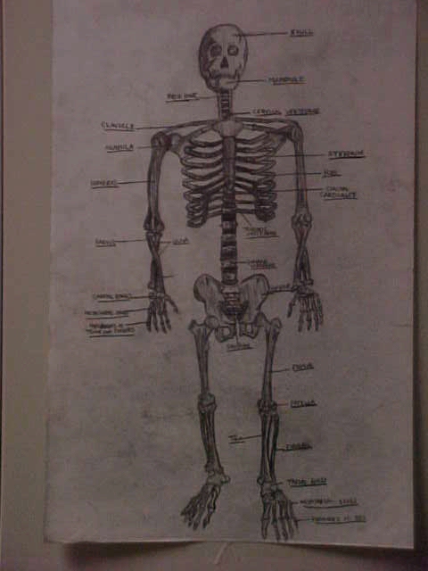 a skeleton figure